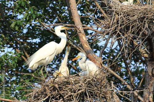 Little egret (Egretta garzetta) 