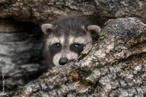 Baby Raccoon (Procyon lotor) Peeks out of Log