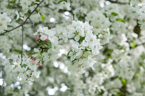 Apfwelbaum, Frühling - Blütezeit