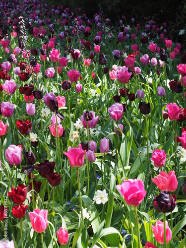 Fototapeta Naklejka Na Ścianę i Meble -  bunter blütenteppich 