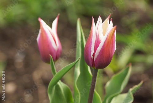 Two pink tulips in the garden.