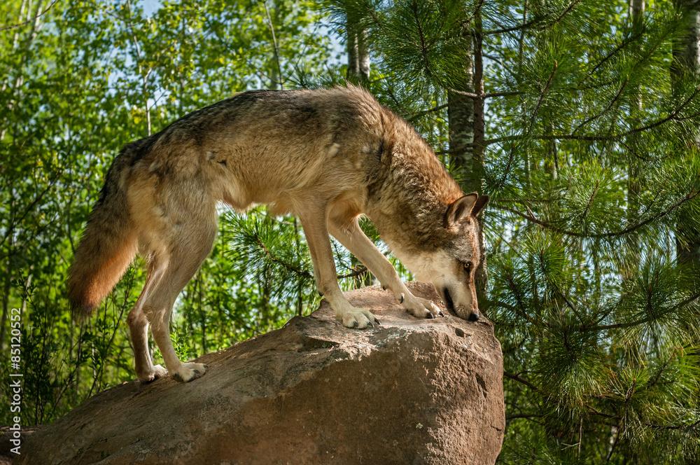 Fototapeta premium Grey Wolf (Canis lupus) Stands in Profile on Rock