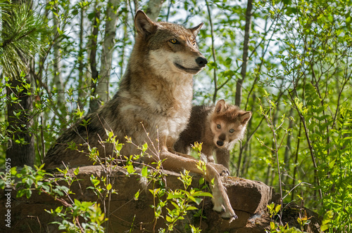 Grey Wolf (Canis lupus) Mother and Pup Sit Atop Rock