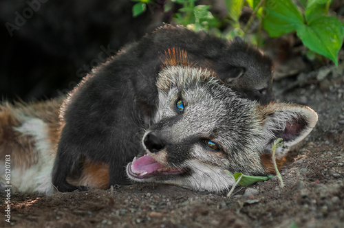 Grey Fox Kit (Urocyon cinereoargenteus) Crawls Over Mother