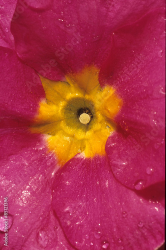 primula