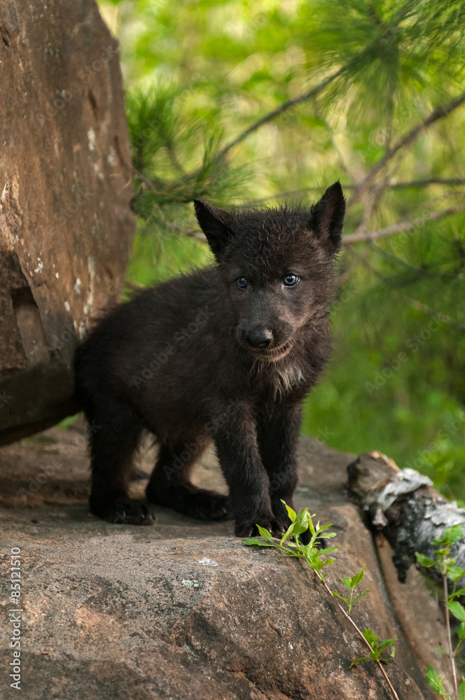 Black Wolf (Canis lupus) Pup Stands Atop Rock Black Wolf (Canis lupus) Pup Stands Atop Rock