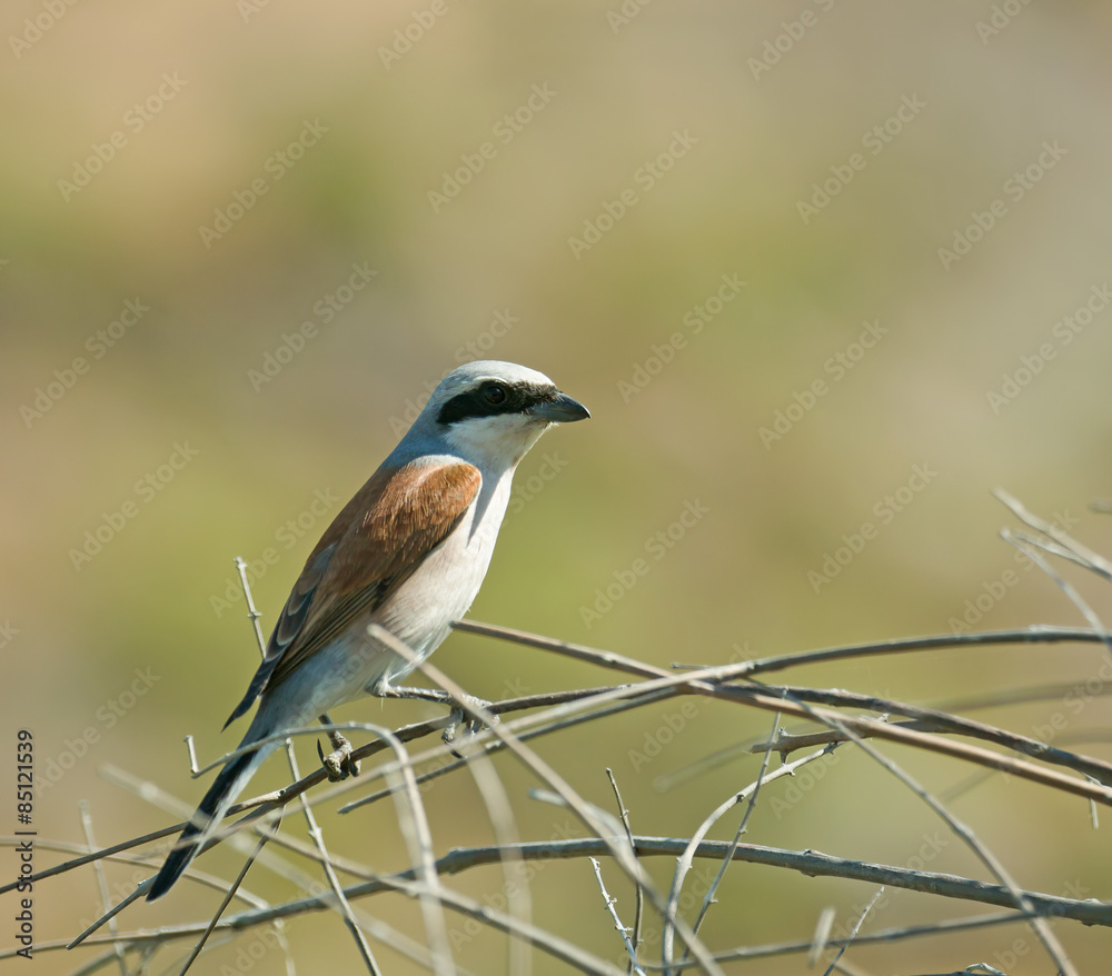 Red-backed Shrike