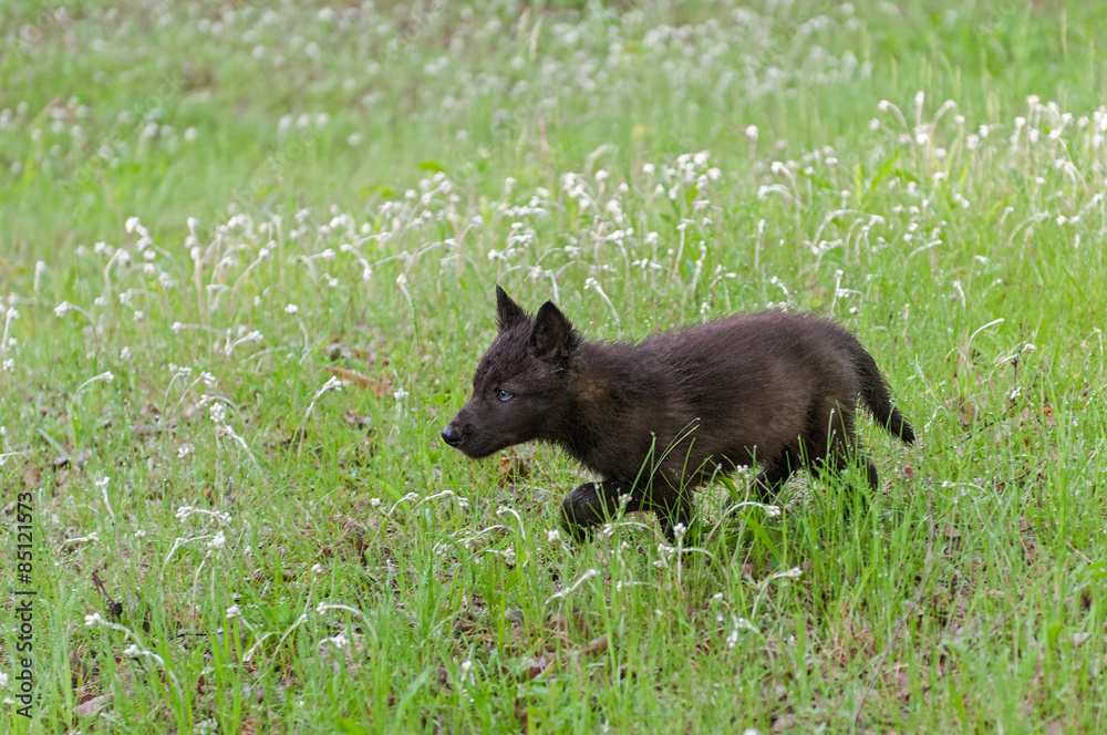 Fototapeta premium Black Wolf (Canis lupus) Pup Runs Through Wet Grass