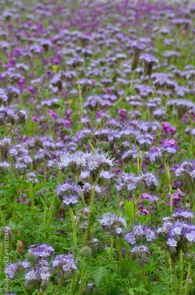 Obraz premium Wildblumenwiese lila