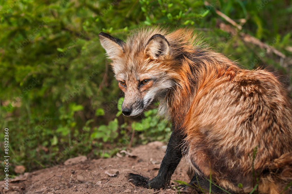 Obraz premium Red Fox Vixen (Vulpes vulpes) Sits Atop Den Site