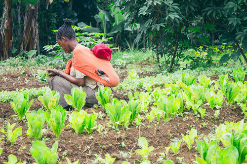 Ethiopian farmer picking lettuce in a orchard in Ethiopia