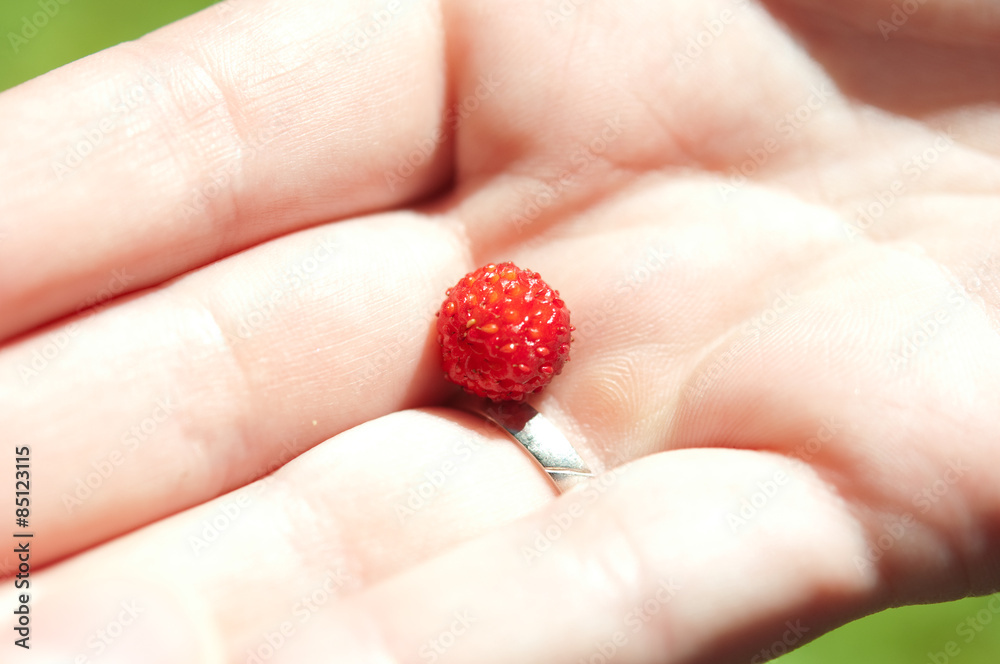Waldbeeren selbst pflücken Waldbeeren selbst pflücken