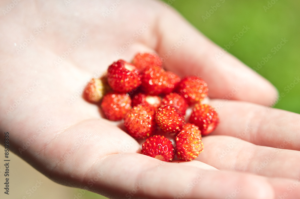 Walderdbeeren selbst pflücken. Ernte Walderdbeeren selbst pflücken. Ernte