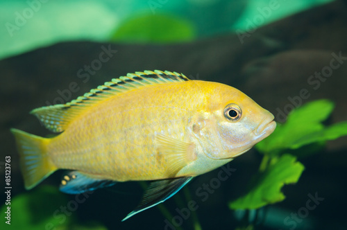Yellow cichild tropical fish closeup.