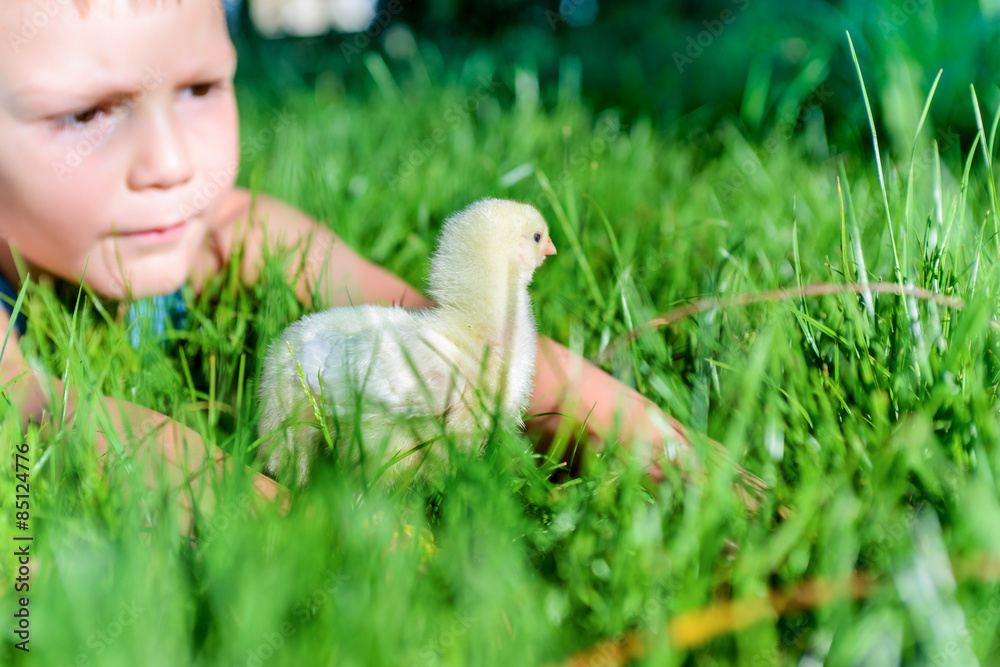 Young Boy Playing with Chick in Long Grass Young Boy Playing with Chick in Long Grass