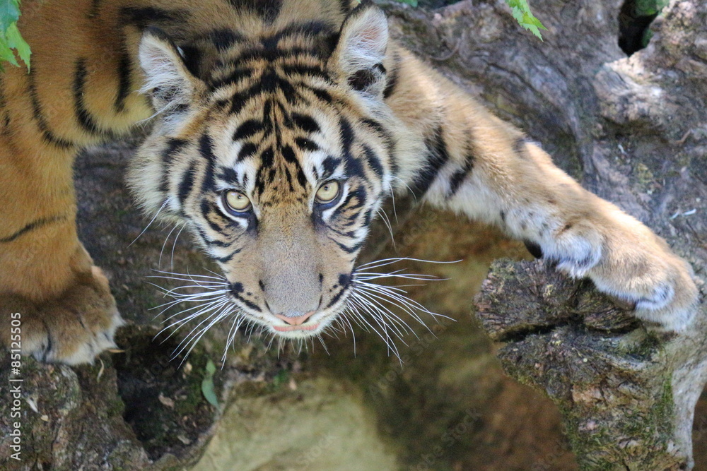 Fototapeta premium Tigre