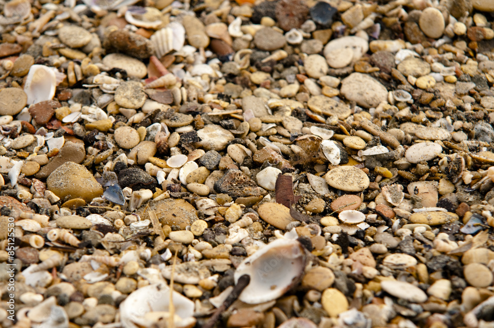some shells arrive on the beach some shells arrive on the beach