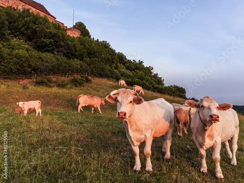 Fototapeta Naklejka Na Ścianę i Meble -  White Cows at Giechburg Castle in Bavaria Germany. Agriculture in the Hills of Upper Franconia on a warm summer evening