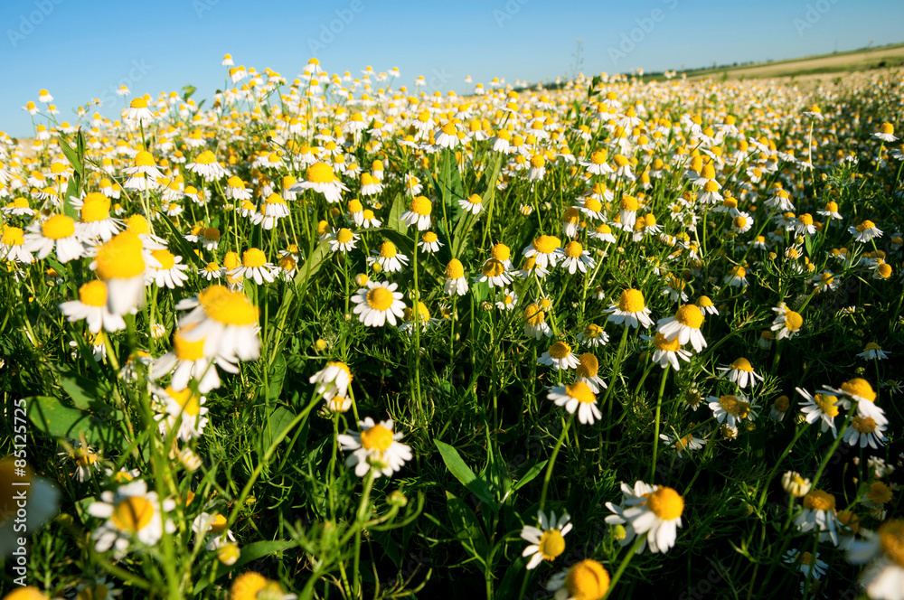 Field of camomile flowers. Flower texture