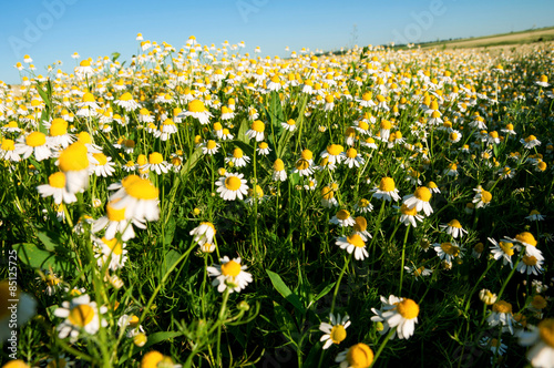 Field of camomile flowers. Flower texture