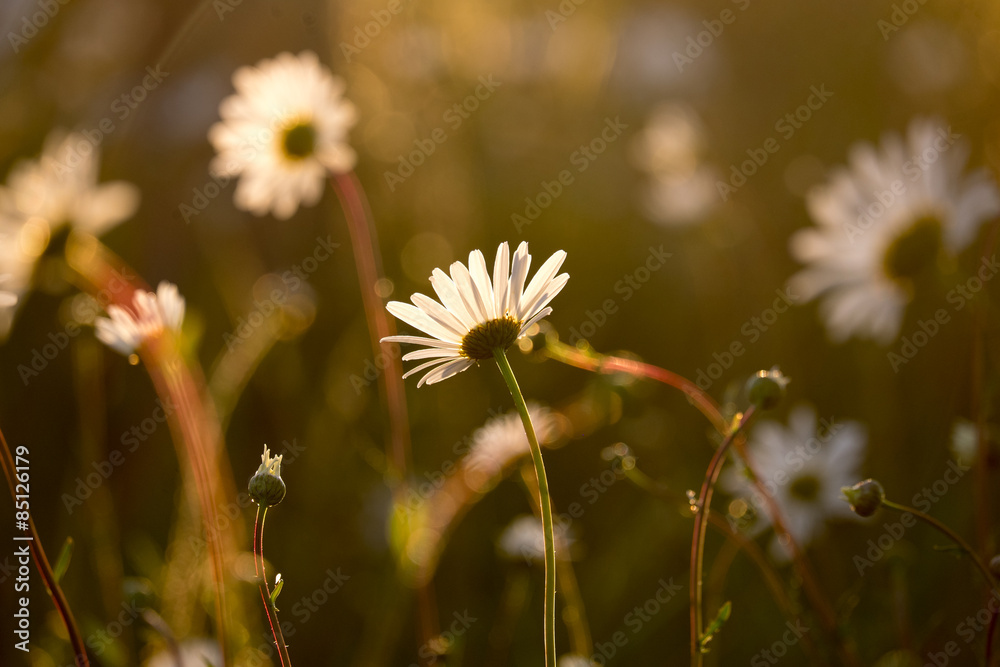 Daisies in a field with back lighting from the evening sun. Daisies in a field with back lighting from the evening sun.