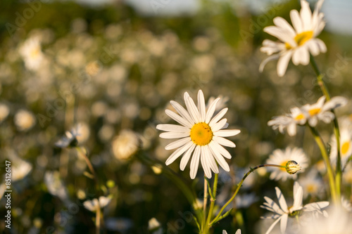 Daisies in a field in the evening sun