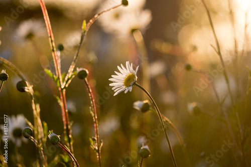 Daisies