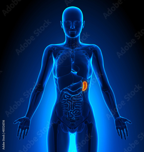 Spleen - Female Organs - Human Anatomy