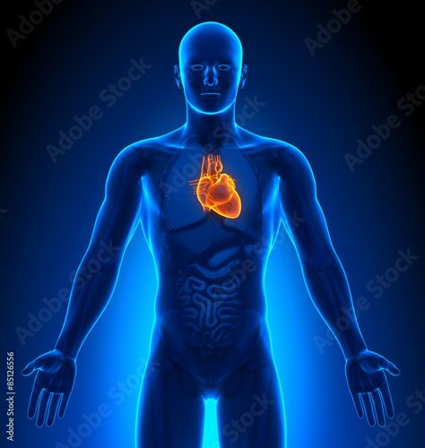Medical Imaging - Male Organs - Heart