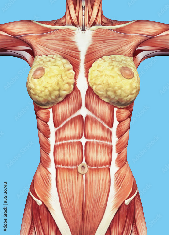 Anatomy of female chest and torso featuring major muscular groups and  glands including the external oblique, rectus abdominis, pectoralis major,  serratus anterior and mammary glands. Stock Illustration
