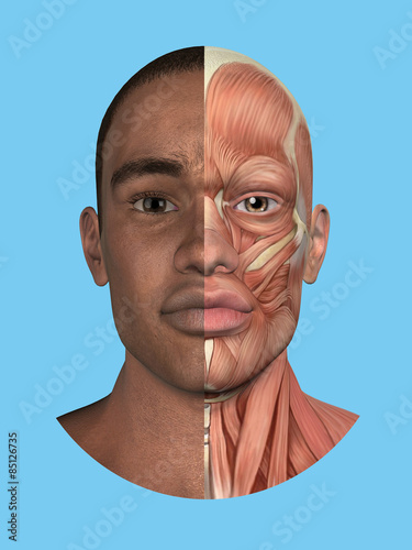 Anatomy split front view of face and major facial muscles of a man including occipitofrontalis, procerus, masseter, orbicularis, zygomaticus, buccinator and cranial aponeurosis. photo