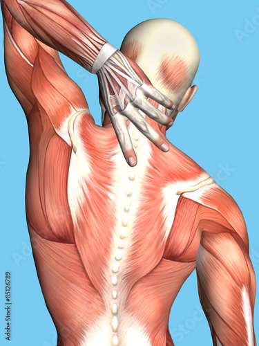 Anatomy of Male With Upper Back Pain: Featuring male figure reaching for upper back showcasing muscular groups such as trapezius, infraspinatus, teres major, latissimus dorsi and deltoid muscles.