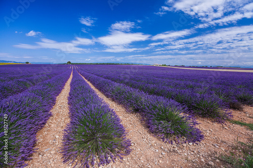 Champs de lavande à Valensole - France