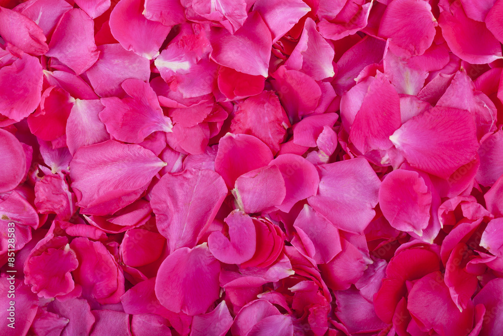 pink petals