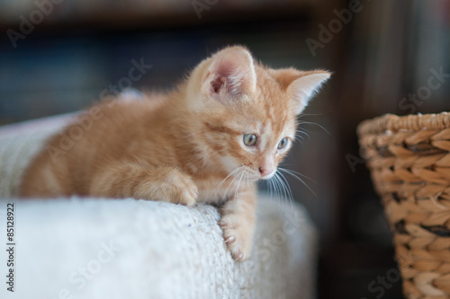 Kitten climbing on furniture