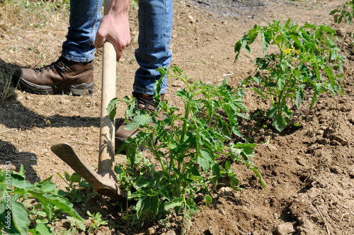 Work in a tomatoes cultivation