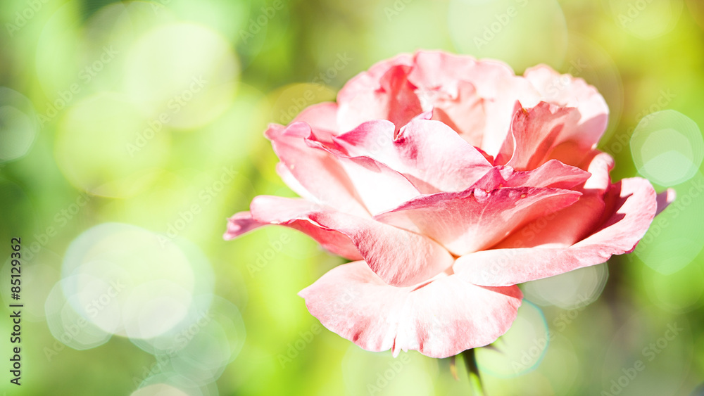 Panoramic floral backgrounds with pink flower and beauty bokeh Panoramic floral backgrounds with pink flower and beauty bokeh