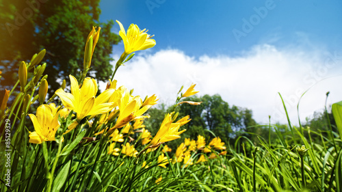 Yellow lily flowers on the meadow, panoramic natural backgrounds #85129329