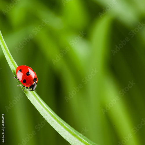 Ladybug running along on blade of  green grass © fotomaximum