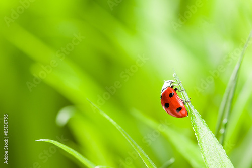 red ladybug on green grass © fotomaximum
