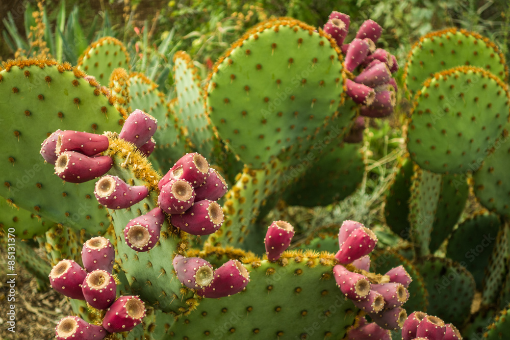 The Alien and Beautiful Life of the Arizona Desert in Spring
The Alien and Beautiful Life of the Arizona Desert in Spring