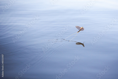 Schilderij op canvas Mayfly
