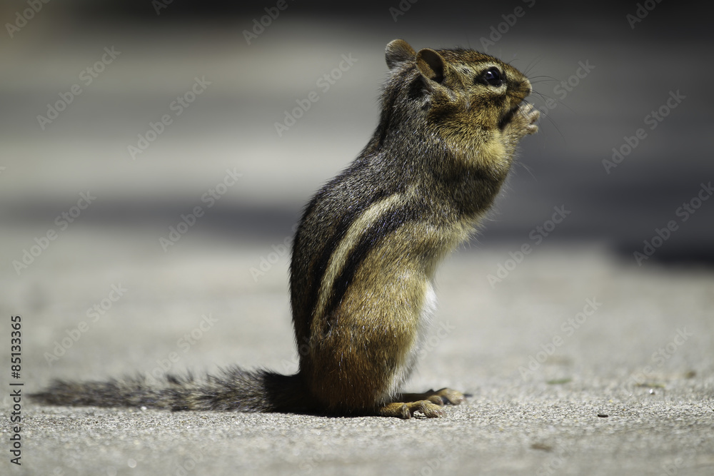 Fototapeta premium Chipmunk