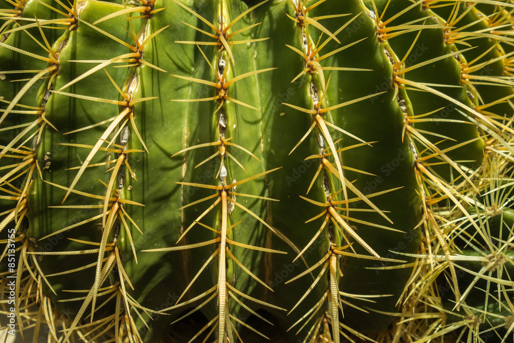 The Alien and Beautiful Life of the Arizona Desert in Spring
The Alien and Beautiful Life of the Arizona Desert in Spring