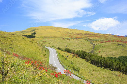 Japanese azalea at Kirigamine highland,  Venus line, Nagano photo