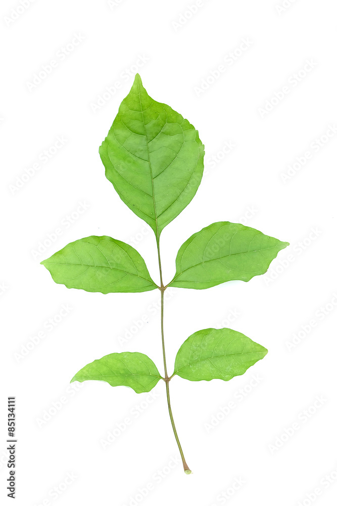 green leaf isolated on white background green leaf isolated on white background