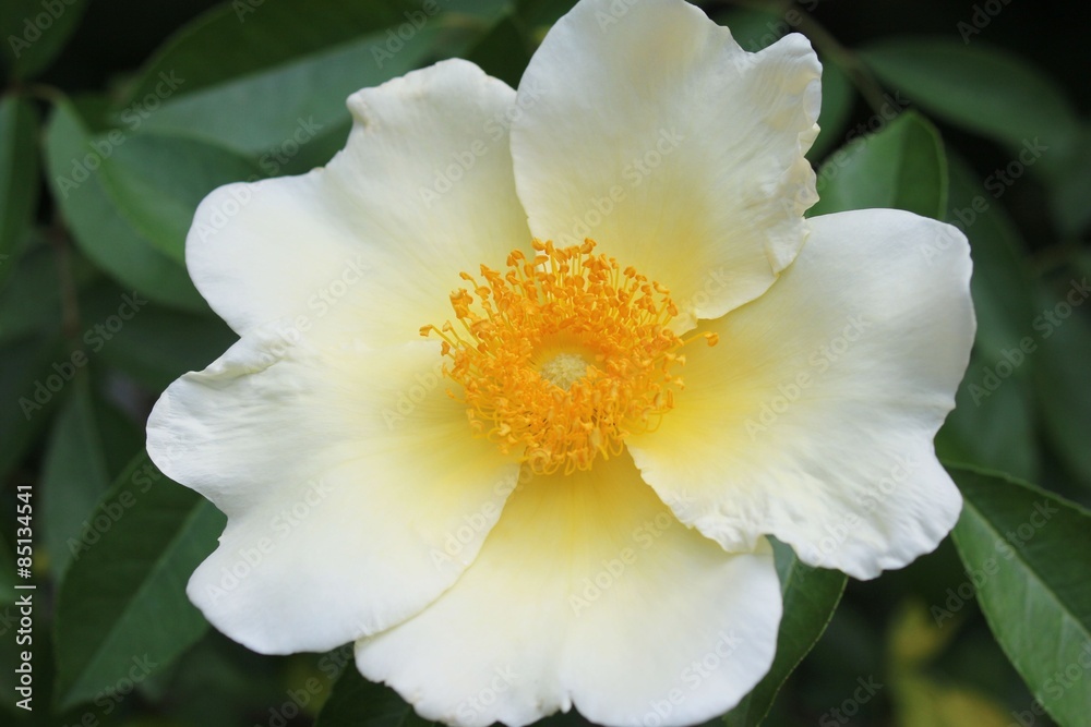 Fototapeta premium 黄色いバラ ゴールデンウィングス