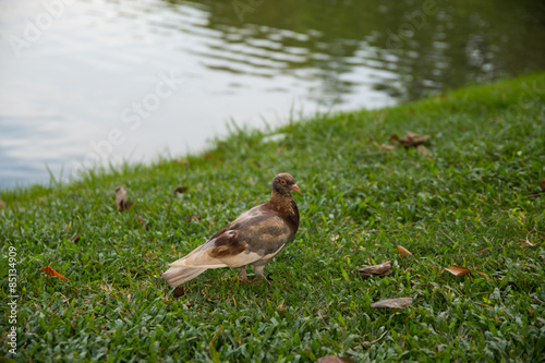 Bird