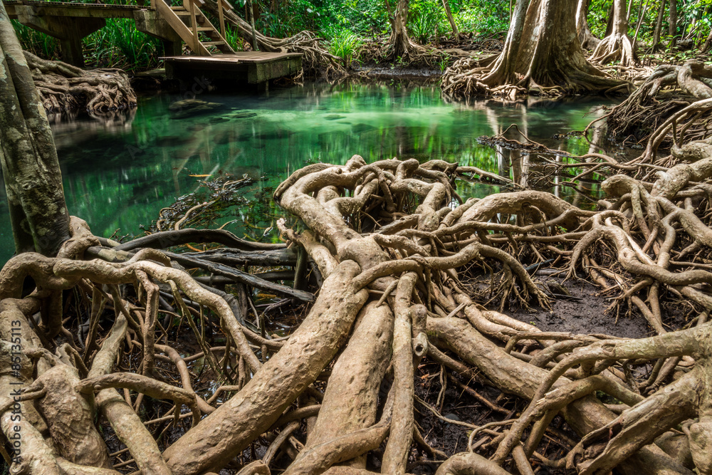 root tree in swamp forest ,tha pom krabi,Thailand