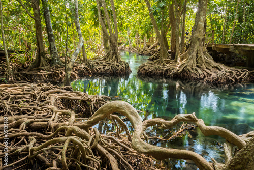 Murais de parede root in swamp forest , tha pom krabi,thailand